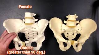 Pelvis Anatomy [upl. by Marne]