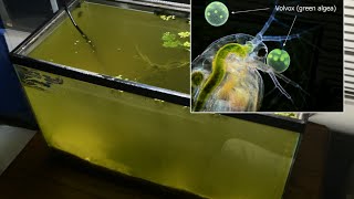 Raising Daphnia for the Freshwater Aquarium [upl. by Swehttam]