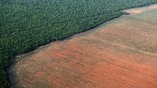 La déforestation en Amazonie ralentit [upl. by Neau]