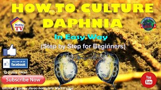 HOW TO CULTURE DAPHNIA In Easy Way [upl. by Anniken]